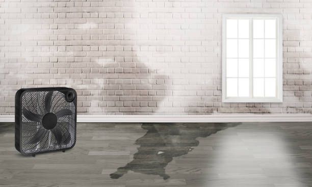 Best Water damage restoration experts  in Tiburon, CA